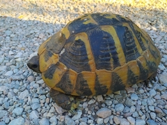 Testudo hermanni