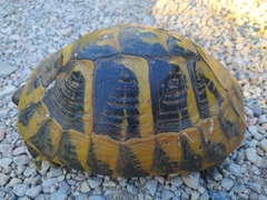 Testudo hermanni