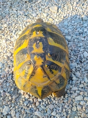 Testudo hermanni