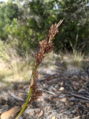 Machaerina rubiginosa