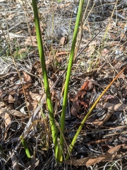 Machaerina rubiginosa