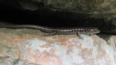 Concinnia brachysoma