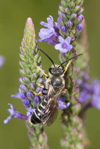 Orange-legged Furrow Bee