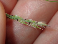 Eriochloa pseudoacrotricha