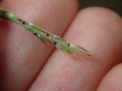 Eriochloa pseudoacrotricha