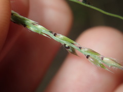 Eriochloa pseudoacrotricha