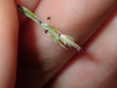 Eriochloa pseudoacrotricha