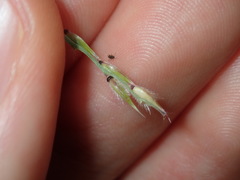 Eriochloa pseudoacrotricha