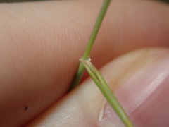 Eriochloa pseudoacrotricha