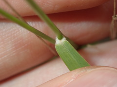 Eriochloa pseudoacrotricha