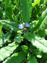 Anchusa arvensis orientalis