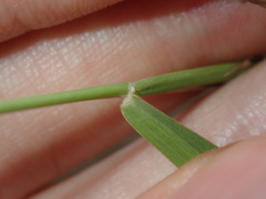 Eriochloa pseudoacrotricha