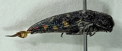 Acmaeodera uvaldensis
