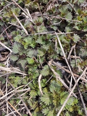Urtica dioica