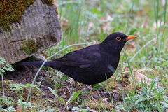 Turdus merula