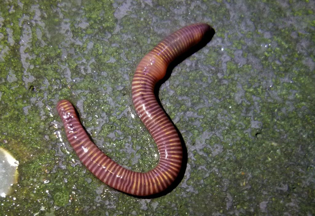 Red Wiggler Worm