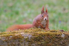 Sciurus vulgaris