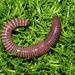 Earthworms and Allies - Photo (c) steve_kerr, some rights reserved (CC BY), uploaded by Steve Kerr