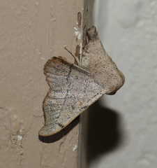 Cicinnus melsheimeri