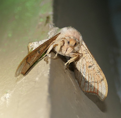 Cicinnus melsheimeri