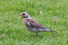 Turdus pilaris