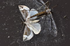 Hypena crassalis