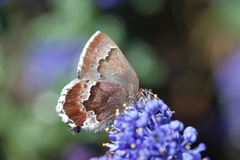 Callophrys mossii