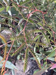 Acacia terminalis