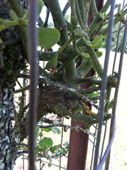 Phoradendron leucarpum tomentosum