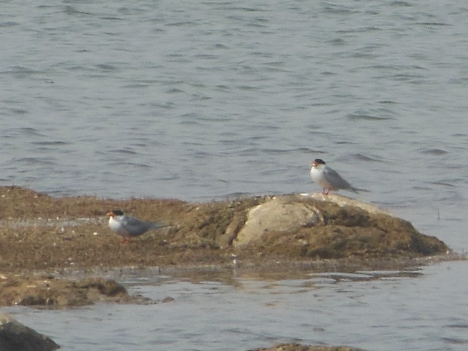 River Tern
