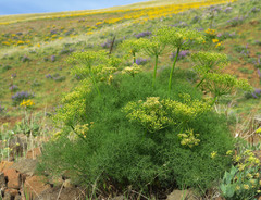 Lomatium klickitatense