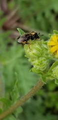 Ripiphorus rex