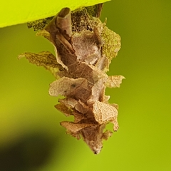 Psychidae