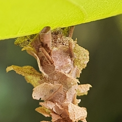 Psychidae