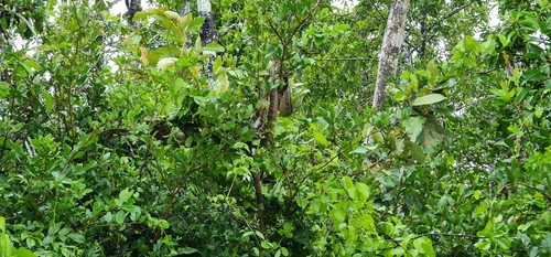 Australian Scrub Python sighting