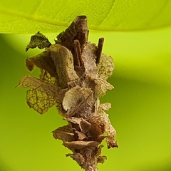 Psychidae