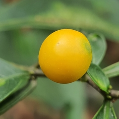 Solanum diphyllum