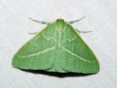 Chlorocoma stereota