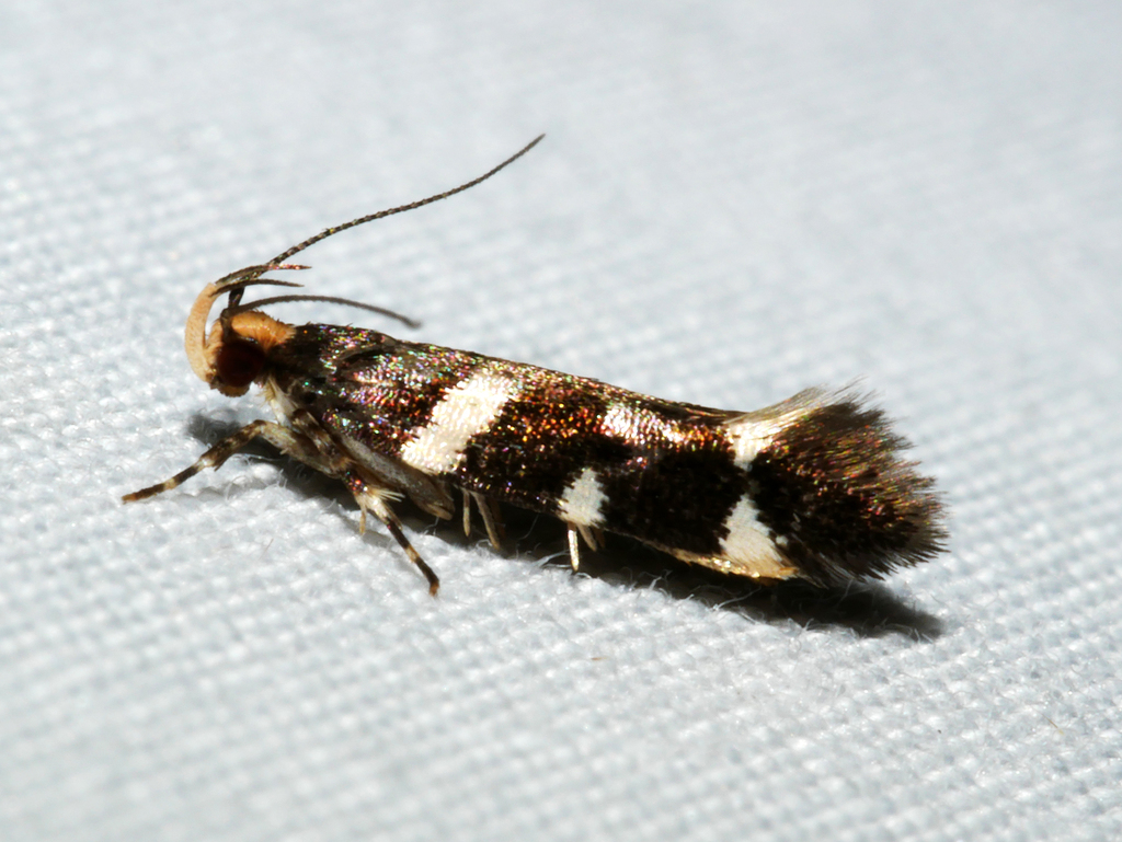 Macrobathra leucopeda
