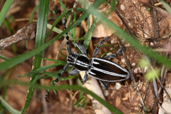 Dorcadion molitor
