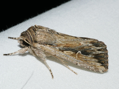 Persectania dyscrita