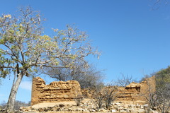 Albizia occidentalis