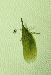Rentinus dilatatus