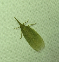 Rentinus dilatatus