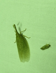 Rentinus dilatatus