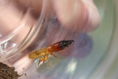 Zootermopsis nevadensis