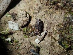 Scopodes