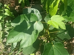 Ficus grossularioides