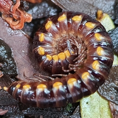 Asiomorpha coarctata