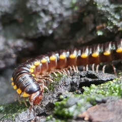 Asiomorpha coarctata